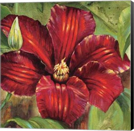 Framed Rosa Odorada Print
