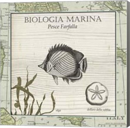 Framed Biologia Marina I Print