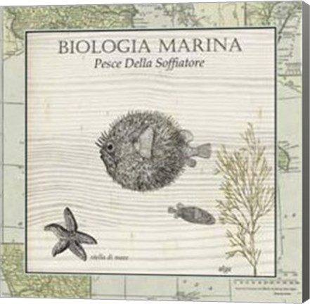 Framed Biologia Marina II Print