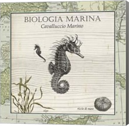 Framed Biologia Marina III Print