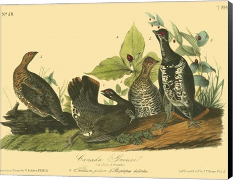 Framed Canada Grouse Print