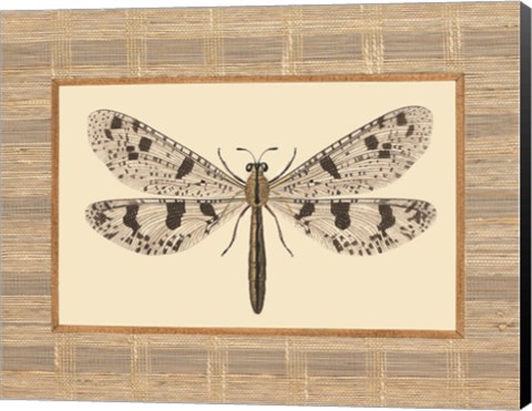 Framed Delicate Dancer III Print