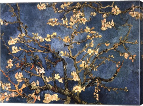 Framed Blossoming Almond Tree, Saint-Remy, c.1890 Print