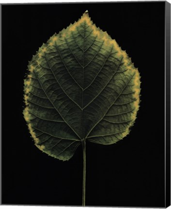 Framed European Linden Print