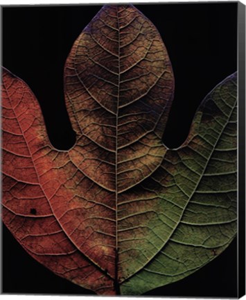 Framed Sassafras Print