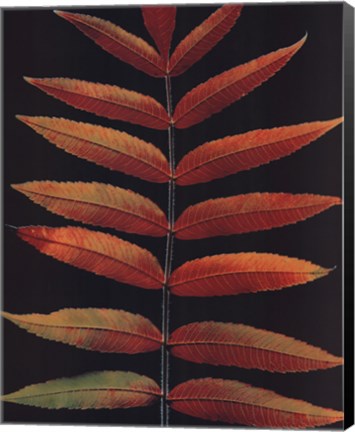 Framed Staghorn Sumac II Print