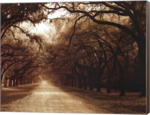 Framed Savannah Oaks I Print