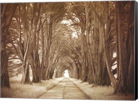 Framed Cypresses Print