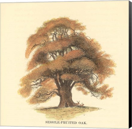 Framed Sessile-Fruited Oak Print