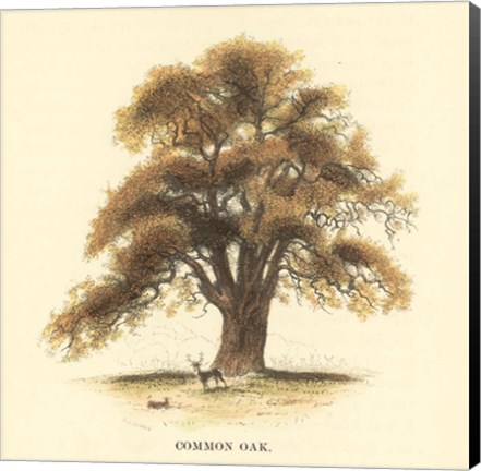 Framed Common Oak Print