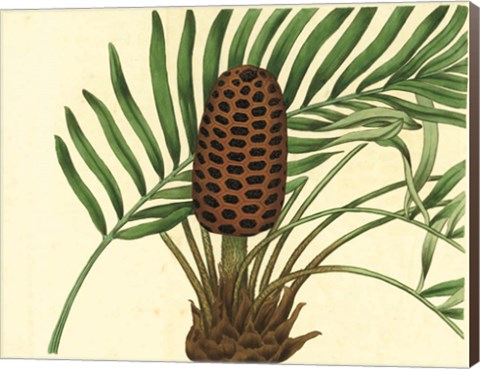 Framed Palmetto III Print