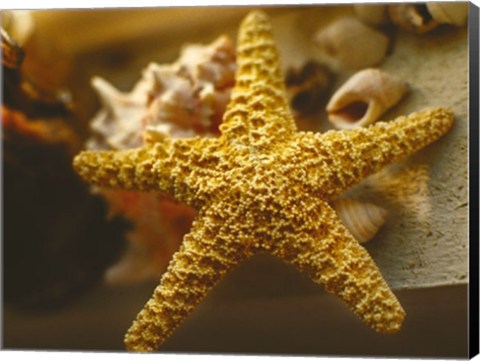 Framed Starfish I Print