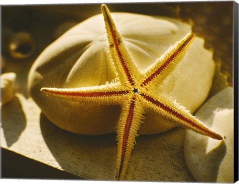 Framed Starfish II Print