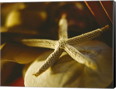 Framed Starfish III Print