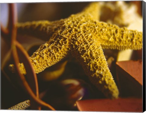 Framed Starfish IV Print