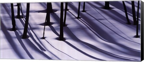 Framed Pine Trees and Morning Shadows Print