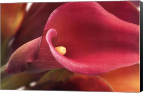 Framed Calla Lily Print