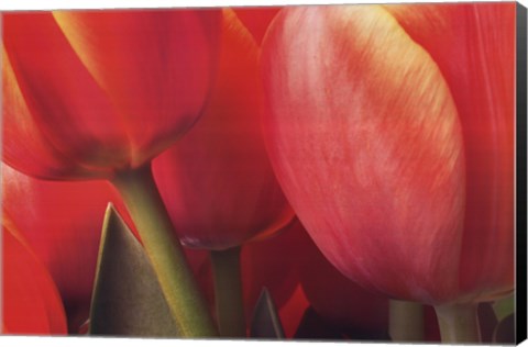 Framed Tulips Print