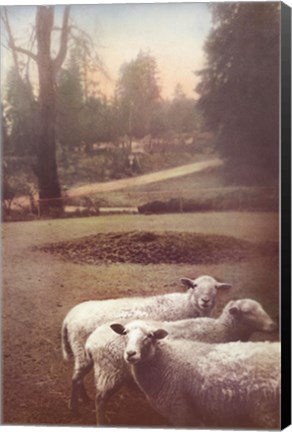 Framed Ruthie's Sheep Print