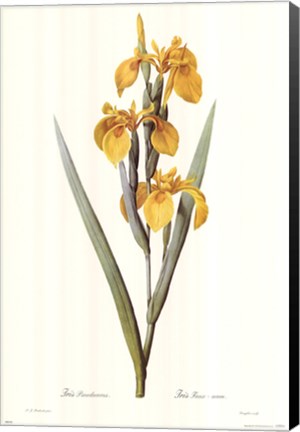 Framed Iris Pseudacorus Print