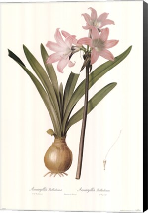 Framed Amaryllis Belladonna Print