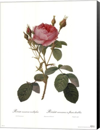 Framed Muscosa Multiplex Print