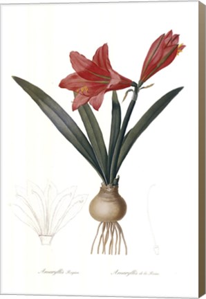 Framed Amarylis Regina Print