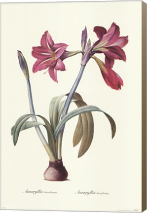 Framed Amaryllis Brasiliensis Print