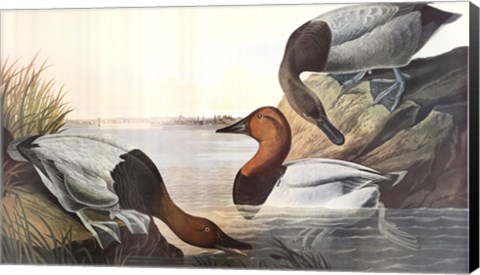 Framed Canvas Backed Duck Print