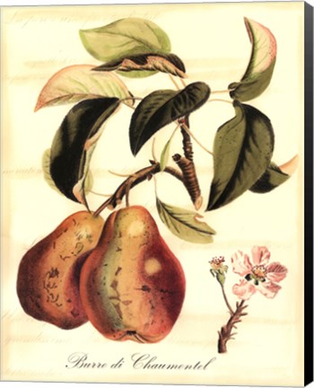 Framed Custom Tuscan Fruits IV (AO) Print