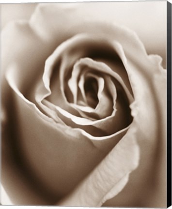 Framed Heart of the Rose Print