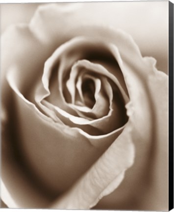 Framed Heart of the Rose Print