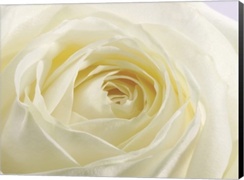 Framed Study of a White Rose Print