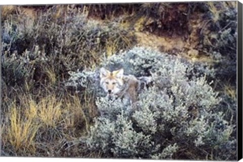 Framed American Coyote Print
