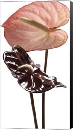 Framed Anthurium Print