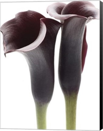 Framed Zantedeschia Print