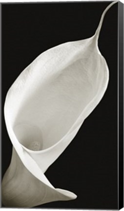 Framed Calla I Print