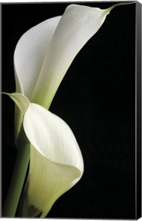 Framed Calla II Print