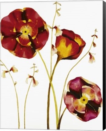 Framed Poppies Print