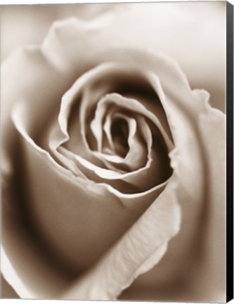 Framed Heart of the Rose Print