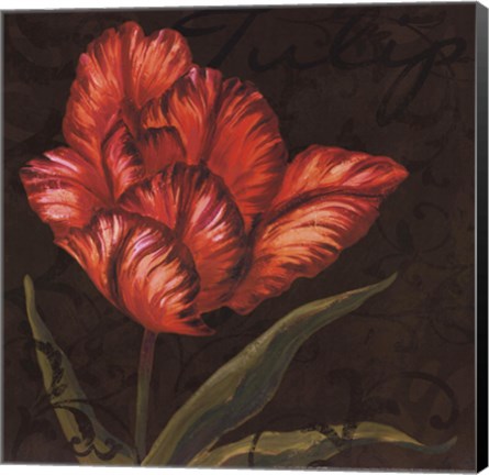 Framed Tulipa I Print
