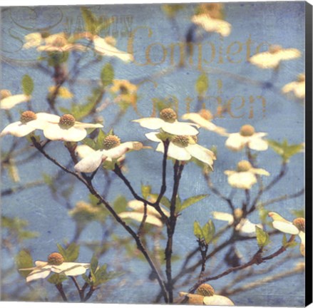 Framed Dogwood I Print