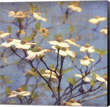 Framed Dogwood I - mini Print