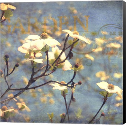 Framed Dogwood II Print