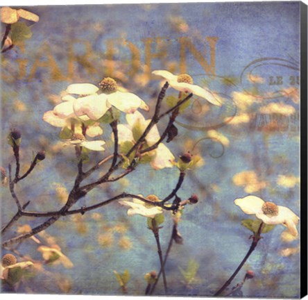 Framed Dogwood II - mini Print