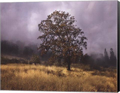 Framed Field of Gold Print