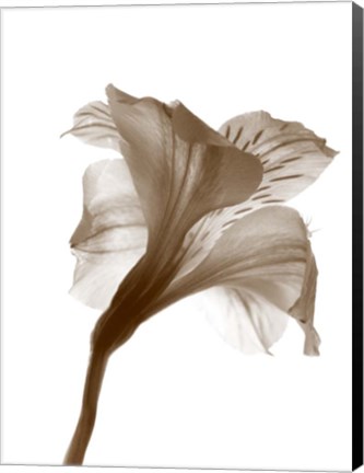 Framed Inflorescence I Print