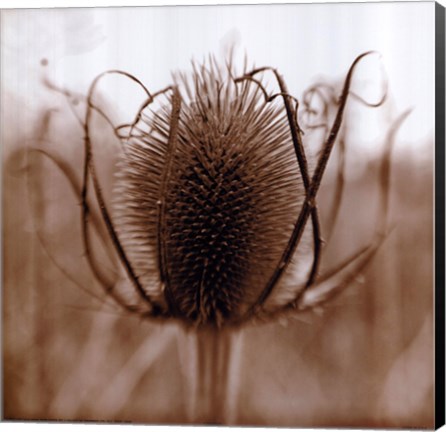 Framed Thistle Print