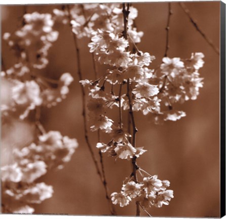 Framed Cherry Blossom Print