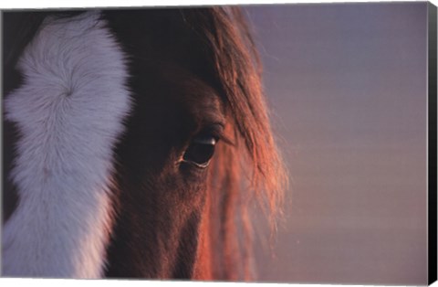 Framed Sharp Eye Print